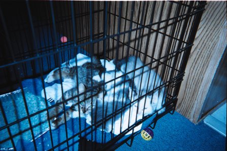 Our new furkits