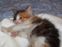 Little Trixie