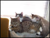 Just a bunch-o-kitties