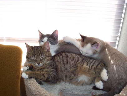 Just a bunch-o-kitties
