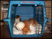 rescued babies