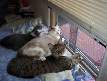 The Three