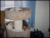 Catnapping