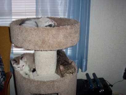 Catnapping