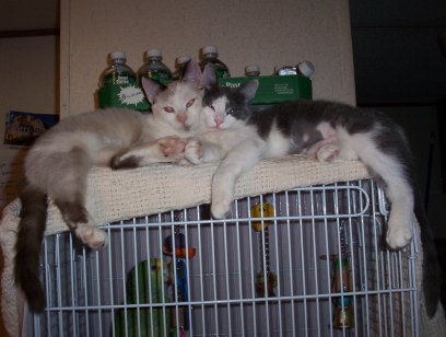 Best Friends
