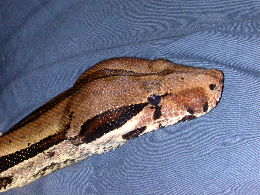 shijima