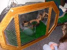 the viv