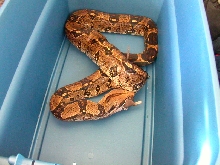 shijima feeding tub
