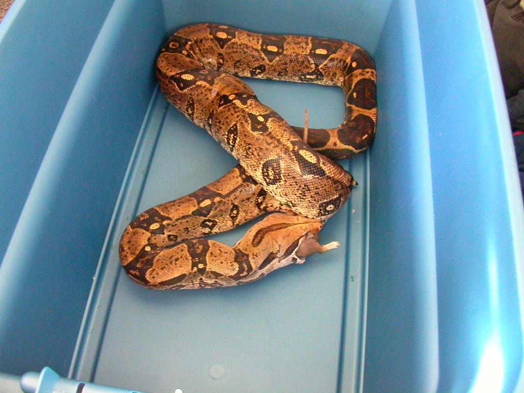 shijima feeding tub