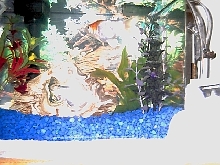 Turbo da unknown goldfish