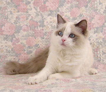Chloe