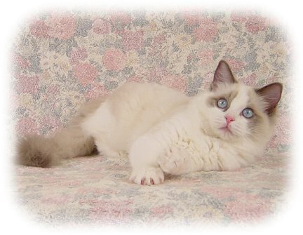 chloe