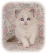 chloe at 8 weeks