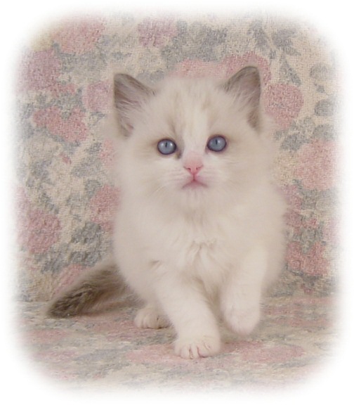 chloe at 8 weeks