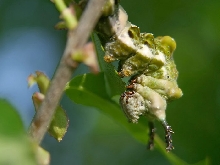 Unknown Caterpillar