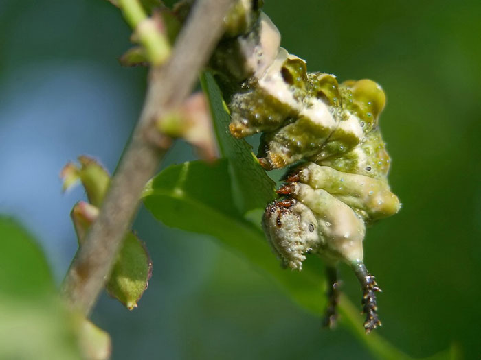 Unknown Caterpillar
