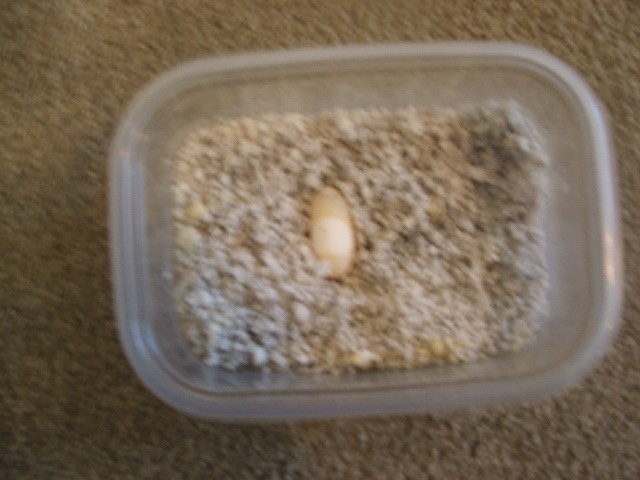 spotted turtle egg
