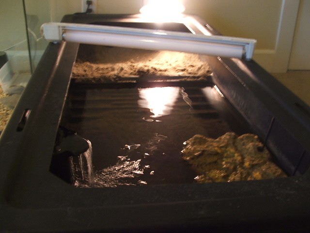 spotted turtle waterland