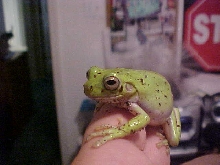 Percy 1
