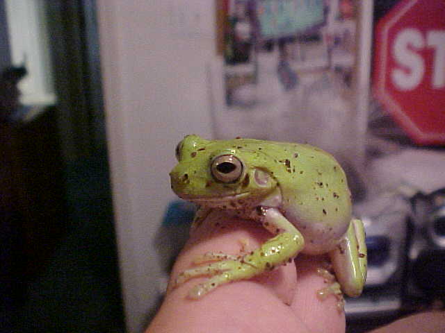 Percy 1