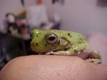 Percy 2