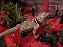 Christmas 2004