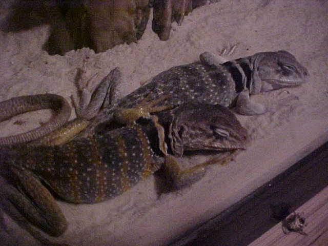 Cuddles!