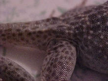 Novia Tail