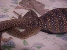 Tobias Tail