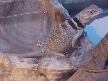Jaccuzi