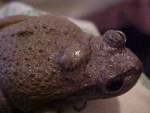Beady- Tumor?