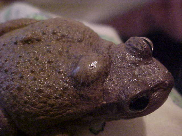 Beady- Tumor?
