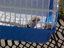 Sun bathing