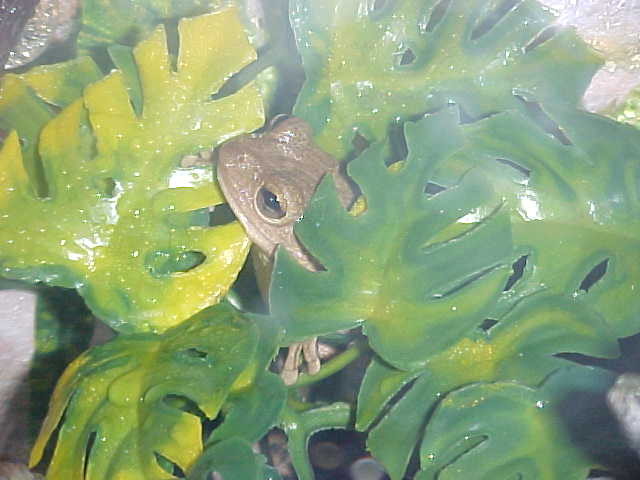 Goodbye Beady