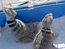 More sun bathing