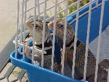 Awww