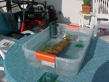 Setup