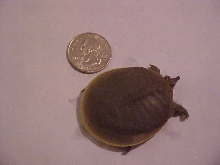 Skuttle 1