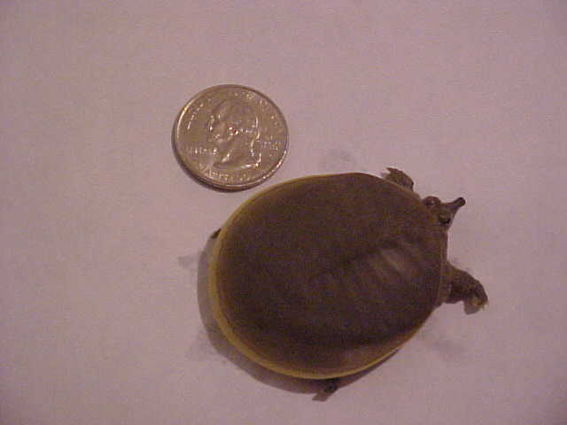 Skuttle 1
