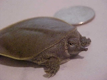 Skuttle 2