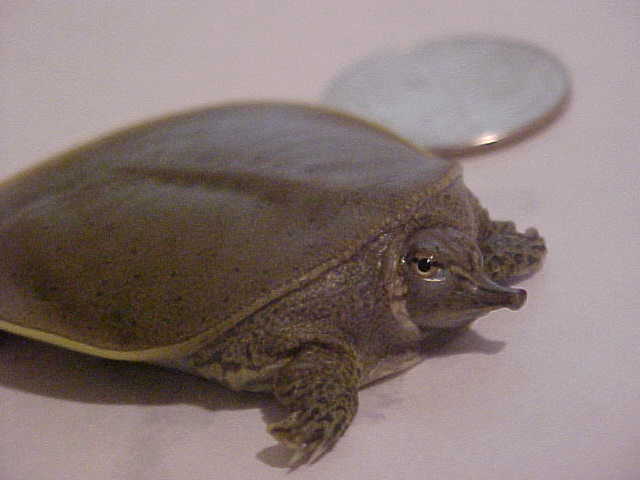 Skuttle 2