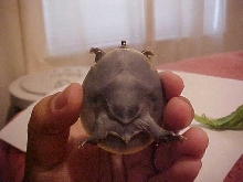 Skuttle 3