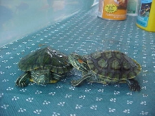 Booger and Pip one month later2