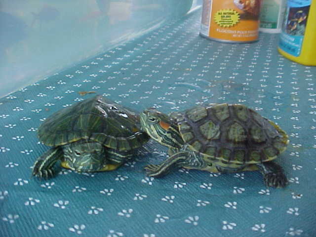 Booger and Pip one month later2
