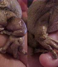 Comparison
