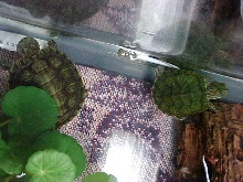 Booger and Pip