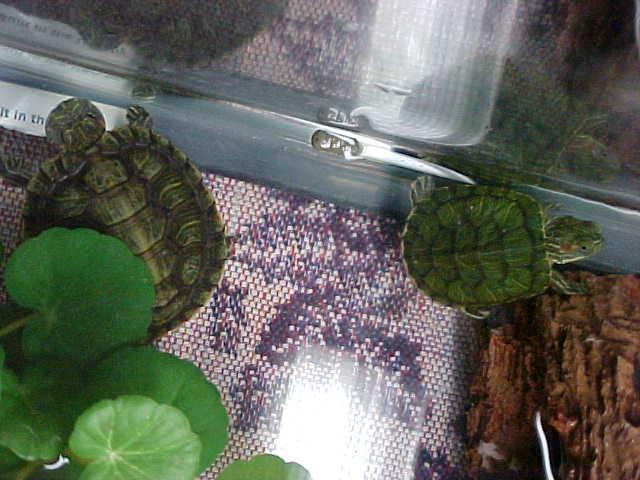 Booger and Pip