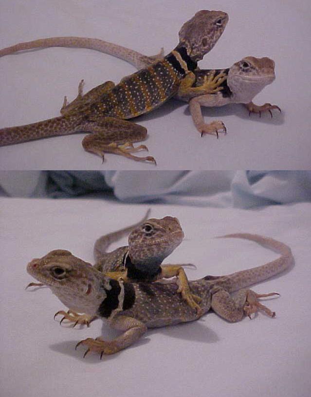 Tobias and Novia