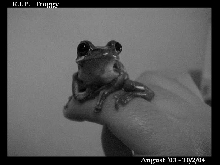RIP Froggy