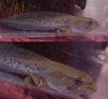 Comet the unknown tadpole